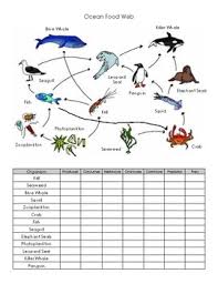 Ocean Food Web Practice Worksheet