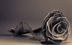 Black Rose 3D Wallpapers - Top Free ...
