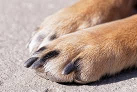 dog paw problems ingrown nails life