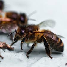 The British Black Bee Project Apis Mellifera Mellifera