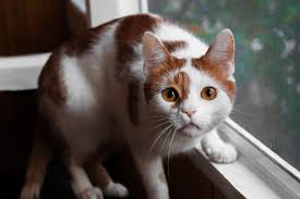keep cats from climbing window screens