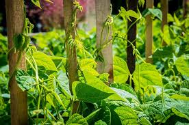 13 Types Of Beans That Need A Trellis