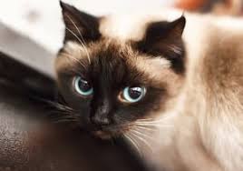 However, my boyfriend is allergic. The Difference Between Ragdoll And Siamese Cats Faqcats Com
