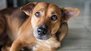what can you give a dog for pain petmd