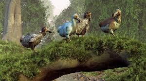 The dodo (raphus cucullatus) is an extinct flightless bird that was endemic to the island of mauritius, east of madagascar in the indian ocean. Kulturgeschichte Des Dodo Ratselhafter Vogel Zum Liebhaben Archiv
