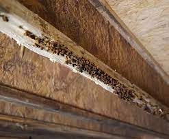 floor joists can cause wood rot