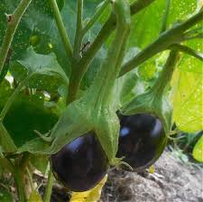 a beginner s guide to growing eggplant