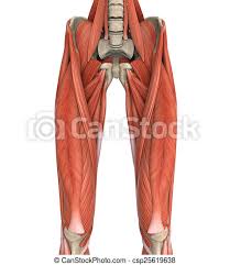 Study upper leg anatomy flashcards from tony hao's university of leicester class online, or in brainscape's iphone or android app. Upper Legs Muscles Anatomy Illustration 3d Render Canstock