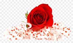 flowers red rose png transpa png