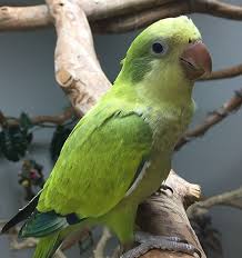quaker parrot green opaline dot
