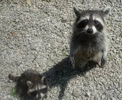 7 Humane Ways To Keep Raccoons Out Of