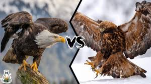 bald eagle vs golden eagle which is