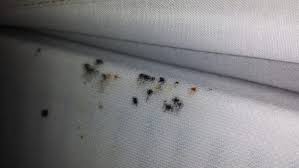 the truth about bed bugs and how to