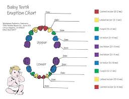 Tooth Eruption Charts Pediatric Dentistry Citrus Heights