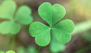 Image result for shamrock