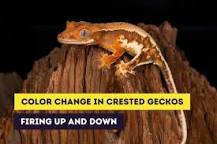 Image result for Creamsicle crested gecko DESCRIPTION