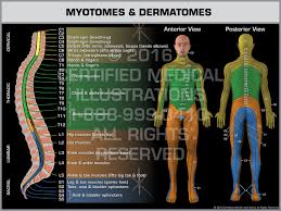 Myotomes Dermatomes Print Quality Instant Download