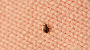 how to get rid of bed bugs fast using