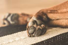 why your dog s paws are turning brown