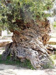 Älteste olivenbaum der welt
