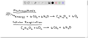 Photosynthesis And Cellular Respiration