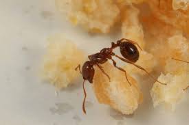 Sprinkle cinnamon inside the car where you see ants, particularly on possible entry points. How To Get Rid Of Ants Fast Permanently The Ultimate Guide 2021