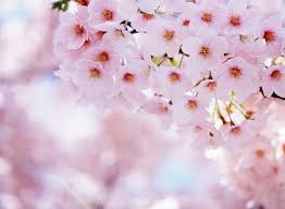 hd wallpaper anese cherry blossom