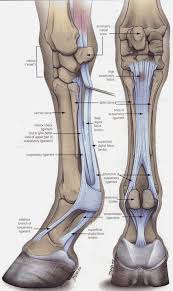Front leg musclevtendon ~ anatomy stock images | lower leg. Lower Front Leg Horse Anatomy Horse Care Horses