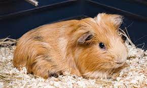 Best Bedding For Guinea Pigs