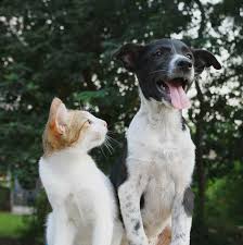 cat and dog teeth cleaning cost and