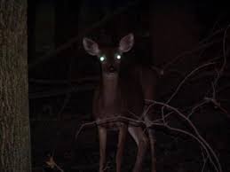 Resultado de imagen para deer blinded by the light
