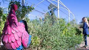 Craigslist central michigan farm and garden. Cool Home Diy Attitude Seeds Grow A Scottsdale Urban Farm