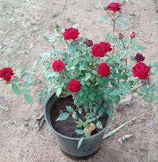 full sun exposure red rose flower plant