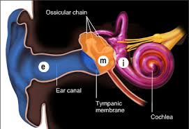 Ear Middle Ear Cochlea Cochlea