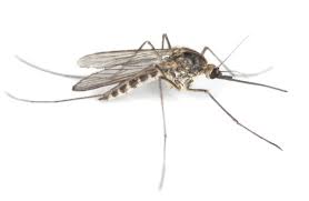 Mosquitoes Nashville Murfreesboro