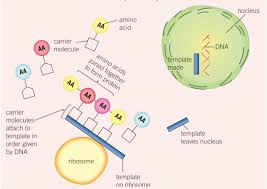 dna structure and protein synthesis