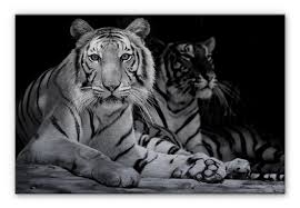 Two Royal Bengal Tiger Black White