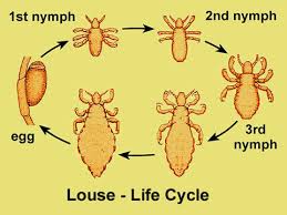 Life Cycle Of Lice Magdalene Project Org
