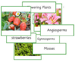 flowering and non flowering plants