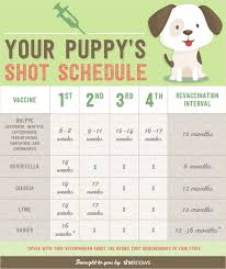 A Complete List Of All The Vaccinations Your Puppy Needs And