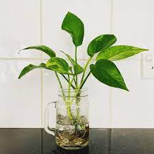 indoor plants to grow in jars and bottles