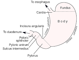 Pyloric Stenosis Wikipedia