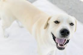 Yellow labs are sweet, playful, and patient, which makes them a great companion breed & a fantastic family pet. 21 Adoptable Cincinnati Pets That Are Looking For A New Home