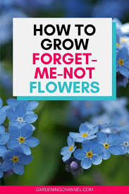 The seeds can be planted either in outdoors in your garden or in indoor pots. How To Grow Forget Me Not Flowers Gardening Channel