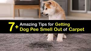 how to get dog smell out of the carpet