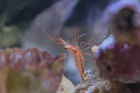 Do Peppermint Shrimp And Cleaner Shrimp Get Along gambar png