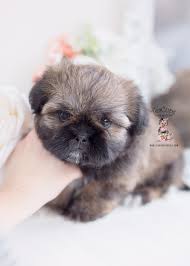 Teacup shih poo puppies should be born around january 15 and ready around march 19, 2021. Imperial Shih Tzu Puppies For Sale By Teacups Puppies Boutique Teacup Puppies Boutique