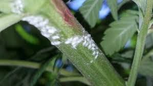 white powdery mildew on cans plants