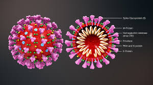 In early 2020, after a december 2019 outbreak in china,. The End Of Exponential Growth The Decline In The Spread Of Coronavirus The Times Of Israel