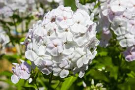 Top 10 Fragrant Flowers In India